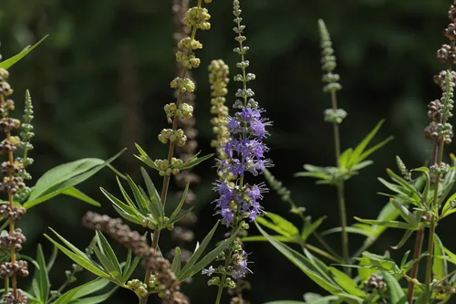 Vitex