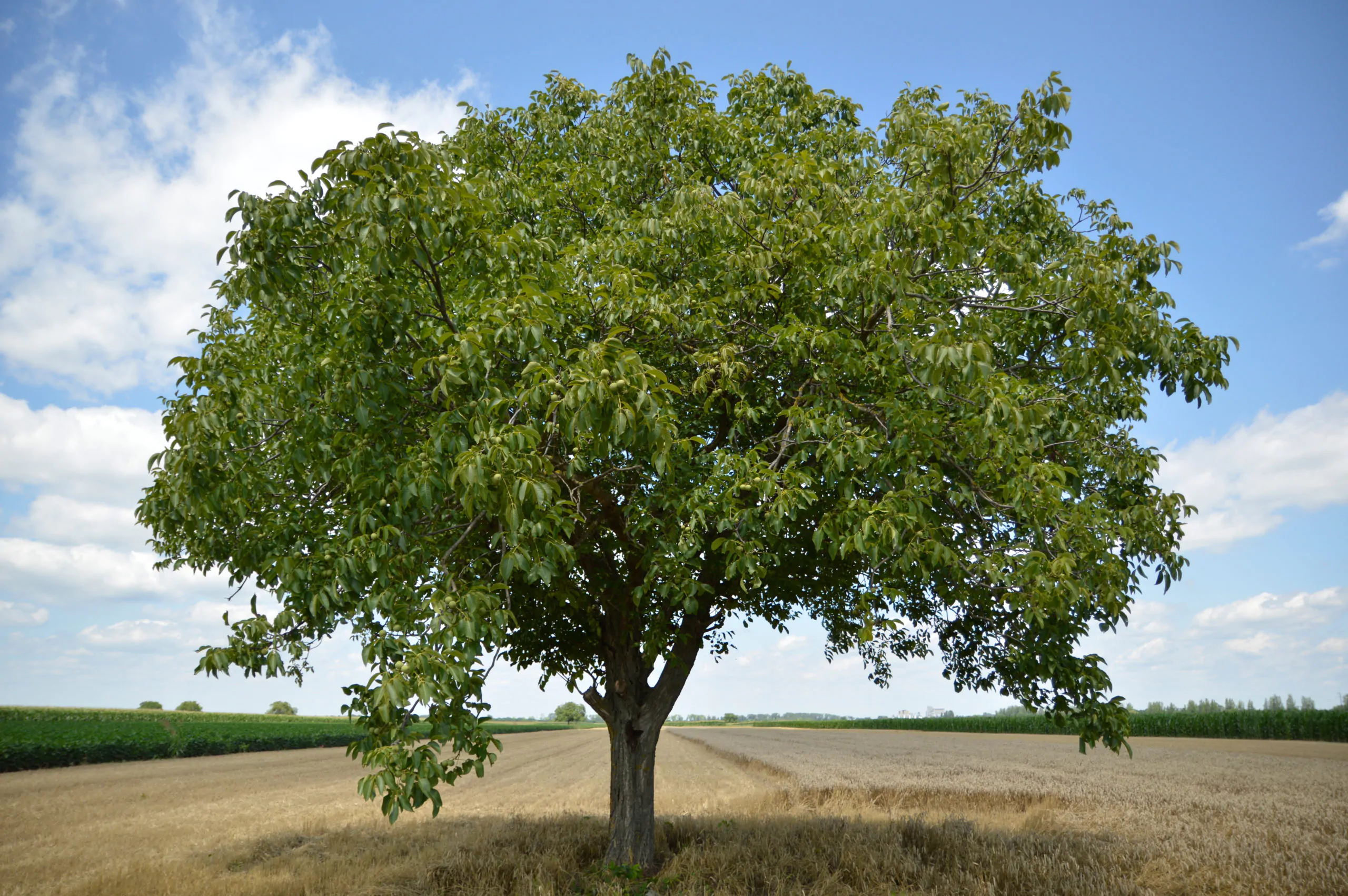 Walnut Tree