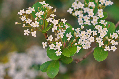 Walter's Viburnum