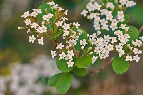 Walter's Viburnum