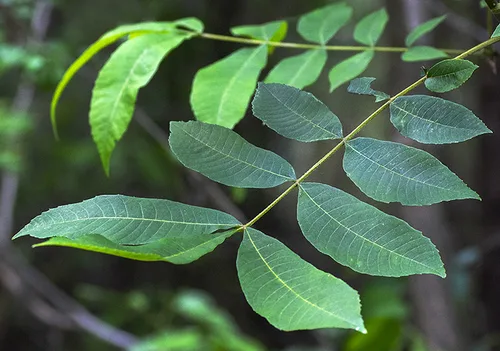 Water Hickory