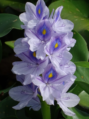 Water Hyacinth