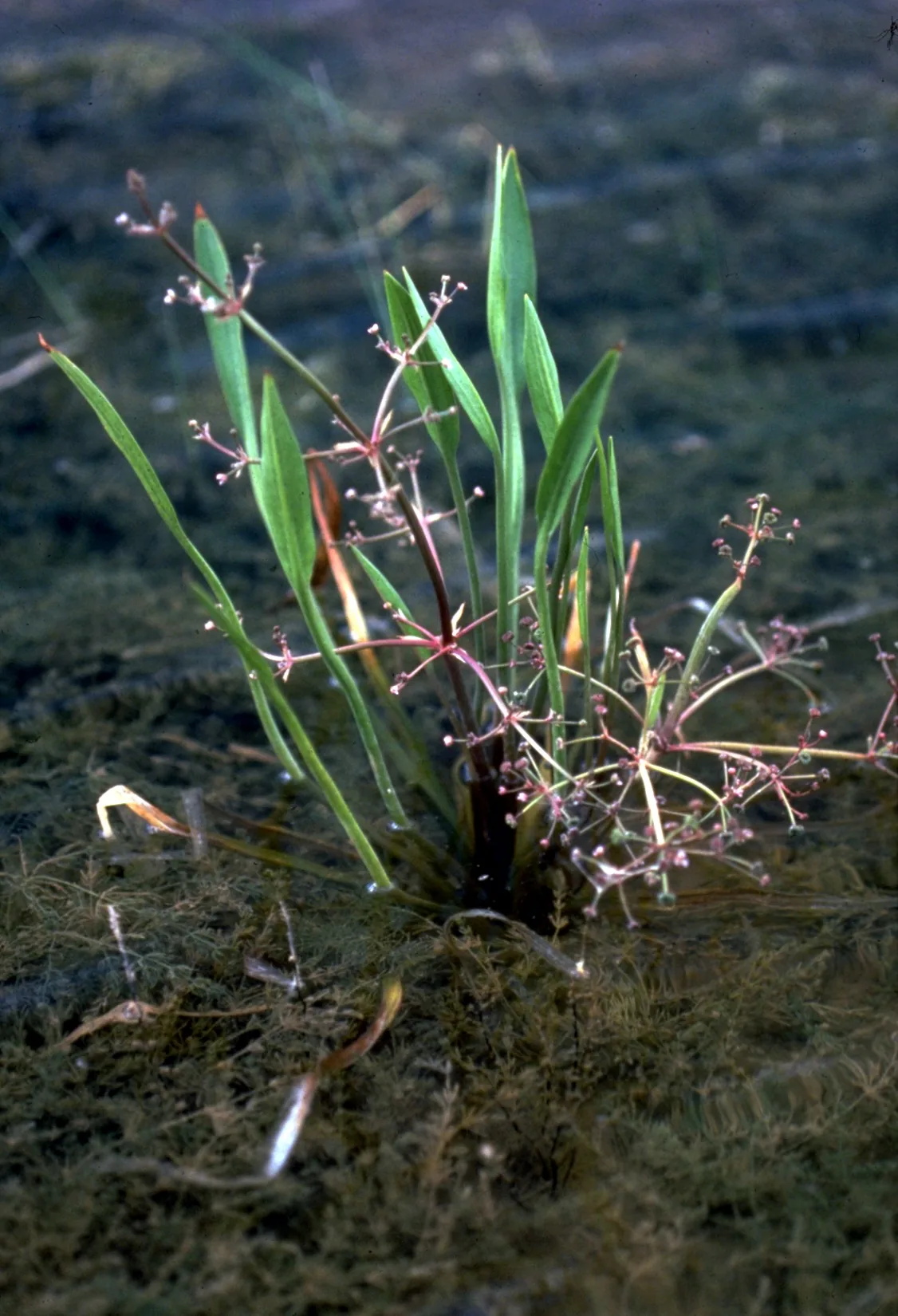 Water Plantain