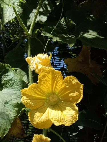 Wax Gourd