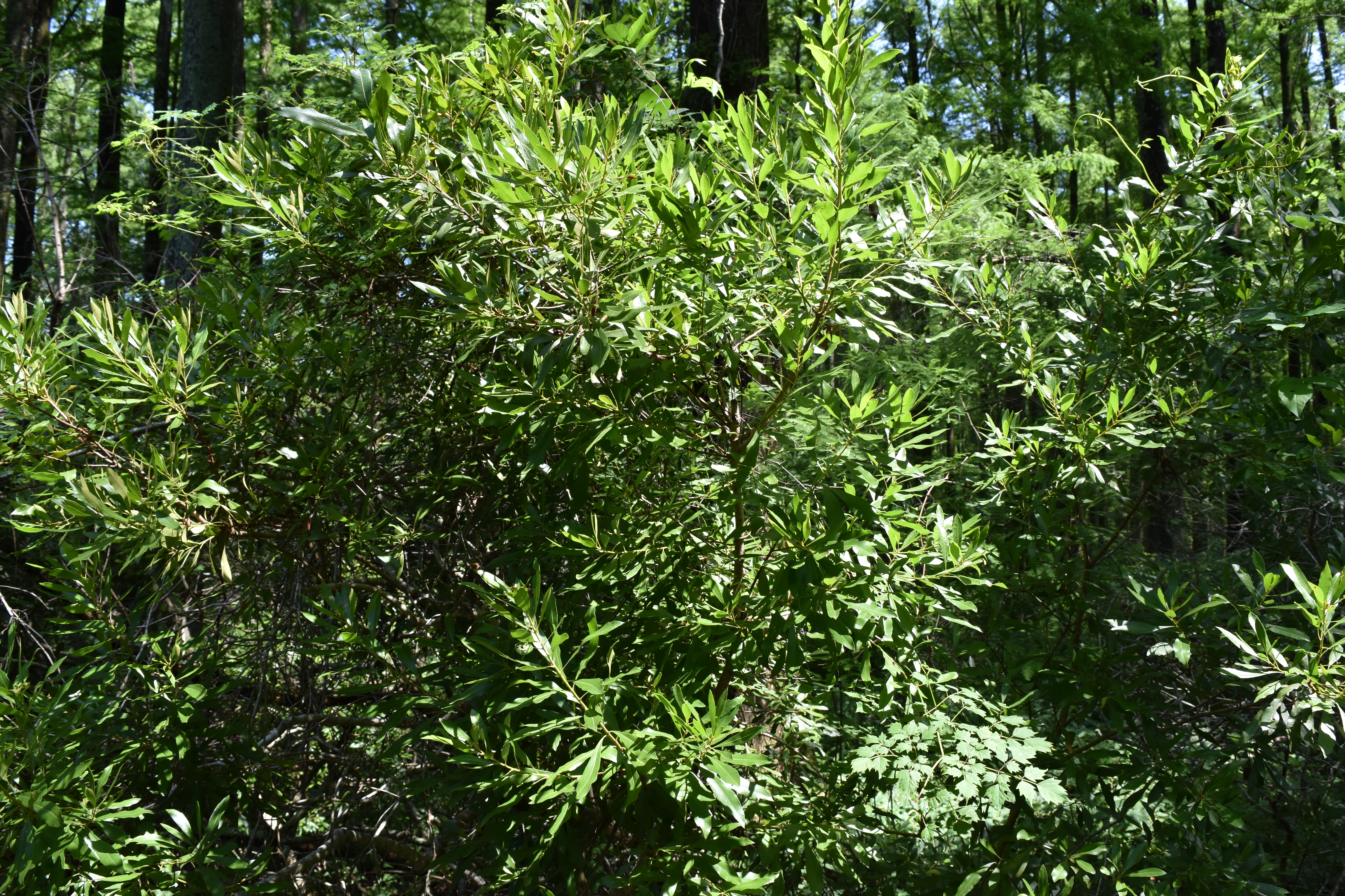 Wax Myrtle