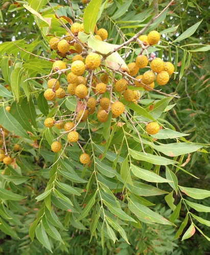 Western Soapberry