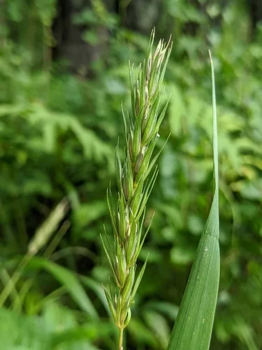 Wheat