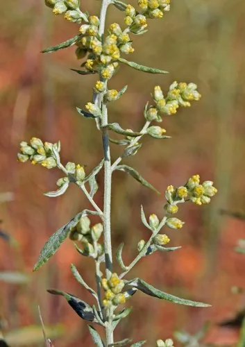 White Sage