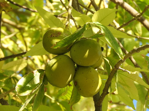 White Sapote