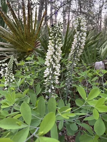 White Wild Indigo
