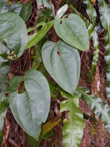 White Yam