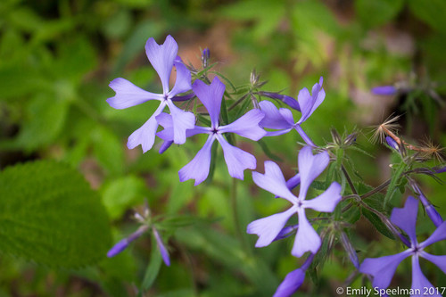Wild Blue Phlox