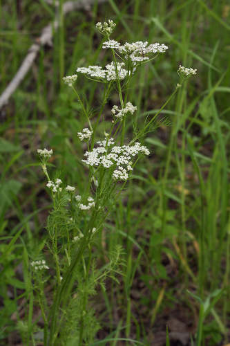Wild Caraway