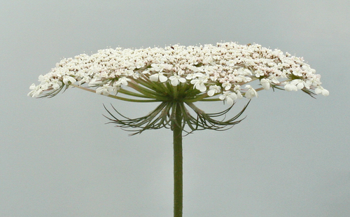 Wild Carrot