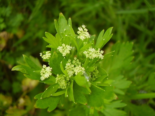 Wild Celery