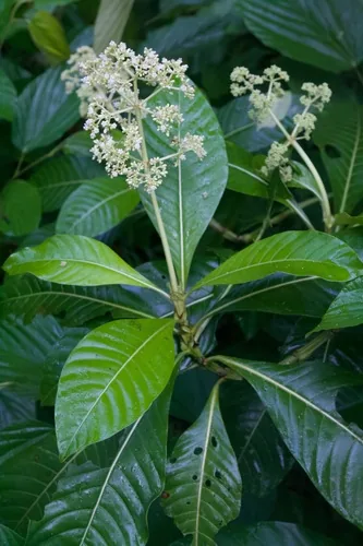 Wild Coffee
