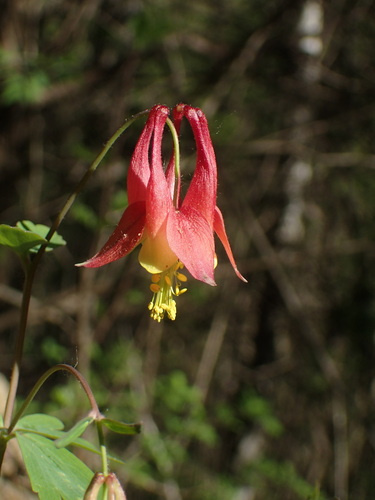 Wild Columbine