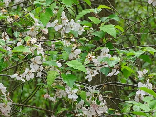 Wild Crabapple