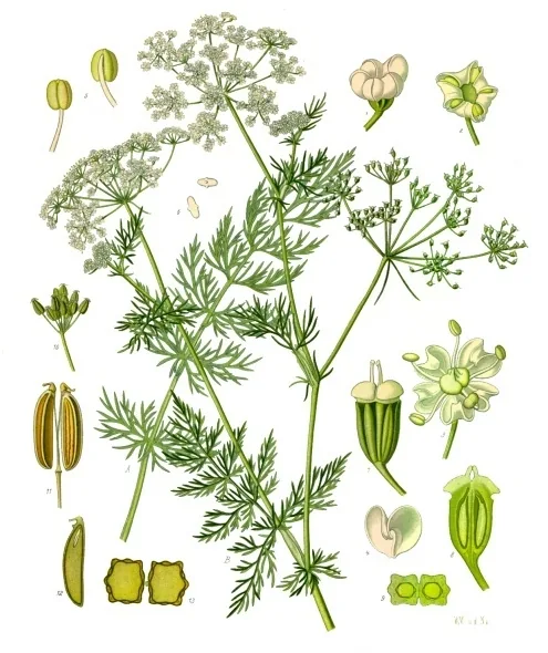 Wild Cumin
