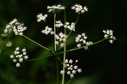 Wild Dill