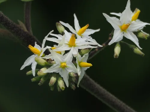 Wild Eggplant