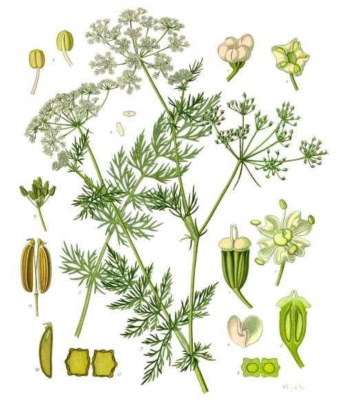 Wild Fennel