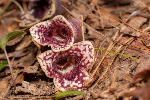 Wild Ginger