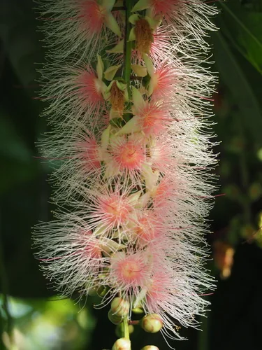 Wild Guava