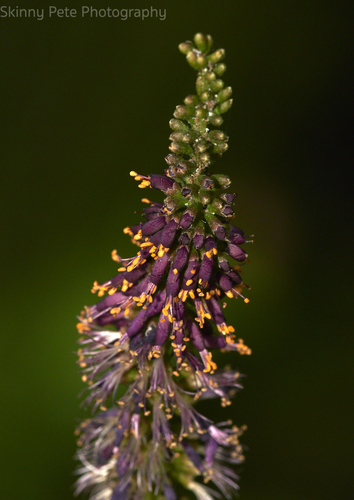 Wild Indigo Bush