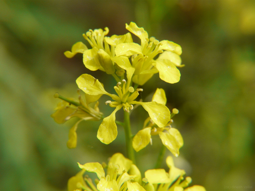 Wild Mustard Greens