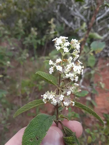 Wild Oregano