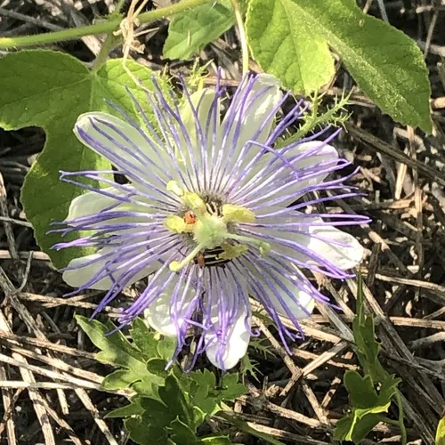 Wild Passionfruit