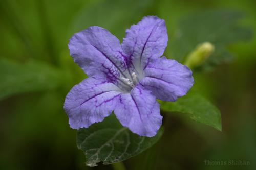 Wild Petunia