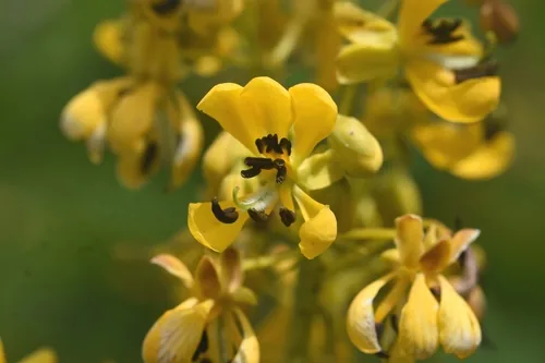 Wild Senna