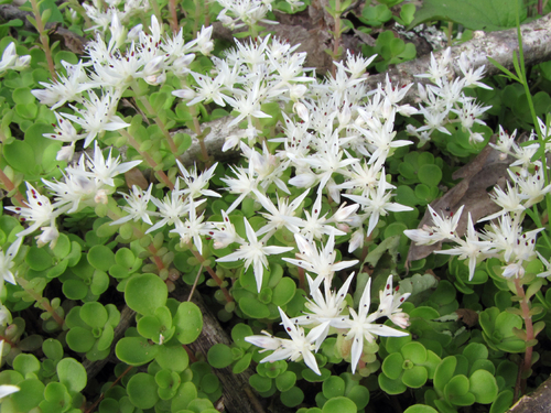 Wild Stonecrop
