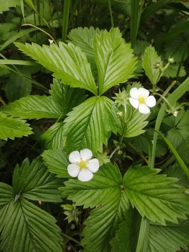 Wild Strawberry