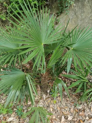 Windmill Palm