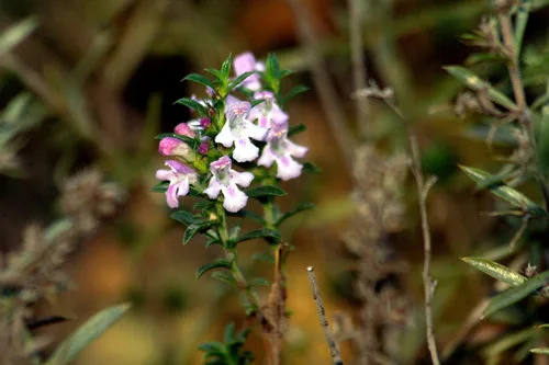 Winter Savory