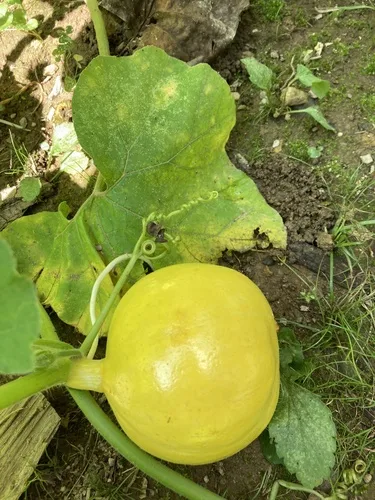 Winter Squash