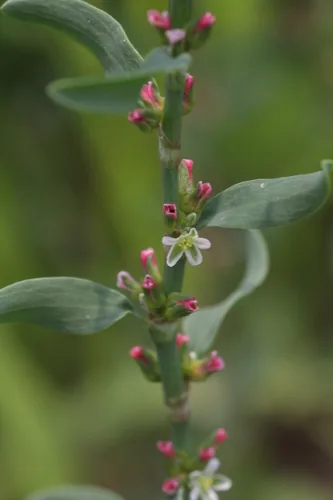 Wireweed