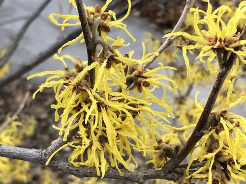 Witch Hazel