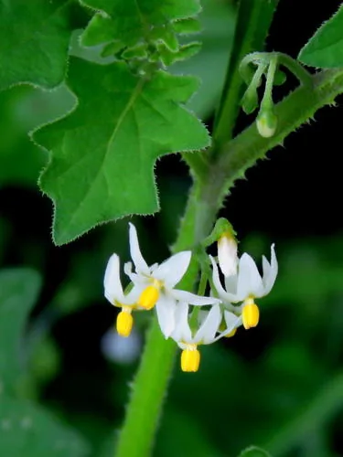 Wonderberry