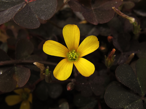 Wood Sorrel