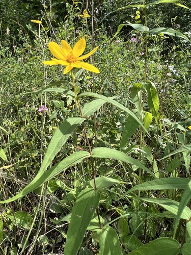 Woodland Sunflower