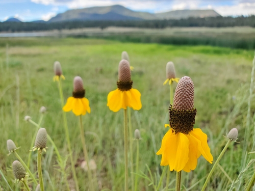 Yellow Coneflower