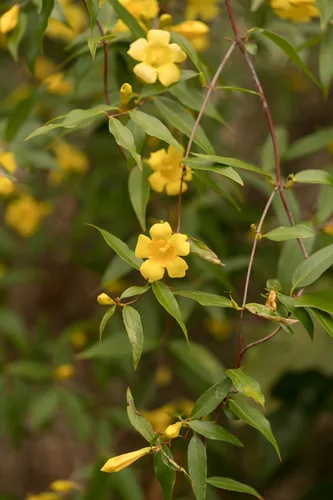 Yellow Jessamine