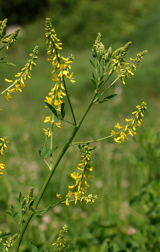 Yellow Sweet Clover