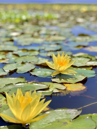 Yellow Water Lily