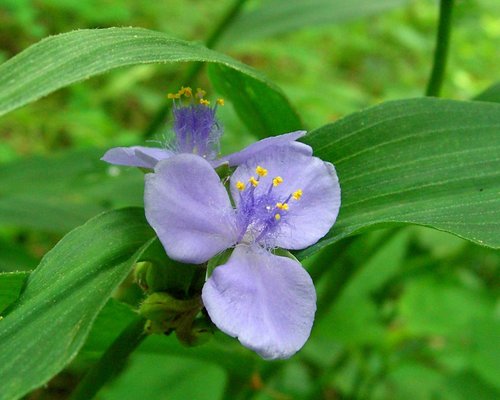 Zigzag Spiderwort