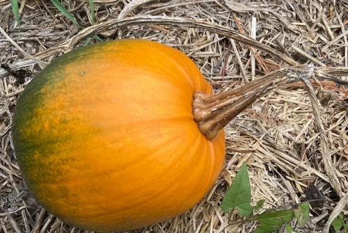 Zucchini